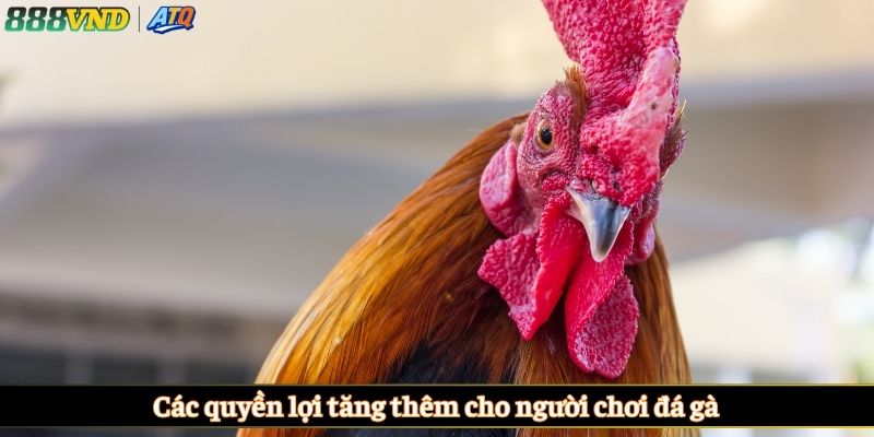 Các quyền lợi tăng thêm cho người chơi đá gà