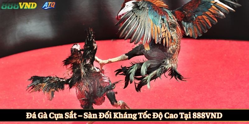 Đá gà cựa sắt