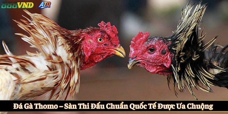 Đá gà Thomo