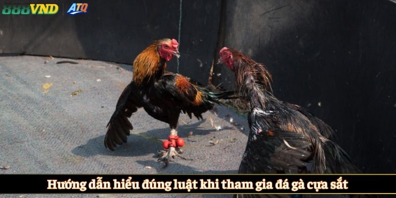 Hướng dẫn hiểu đúng luật khi tham gia đá gà cựa sắt